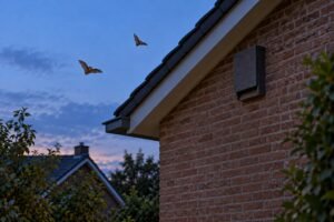 Vleermuiskast hoog aan een bakstenen woninggevel bij schemering