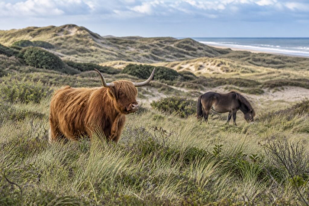 Schotse hooglander en exmoorpony grazen op ruime afstand van elkaar in kustduinen