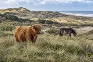 Schotse hooglander en exmoorpony grazen op ruime afstand van elkaar in kustduinen